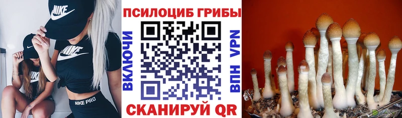 дарнет шоп  Мытищи  Галлюциногенные грибы MAGIC MUSHROOMS 